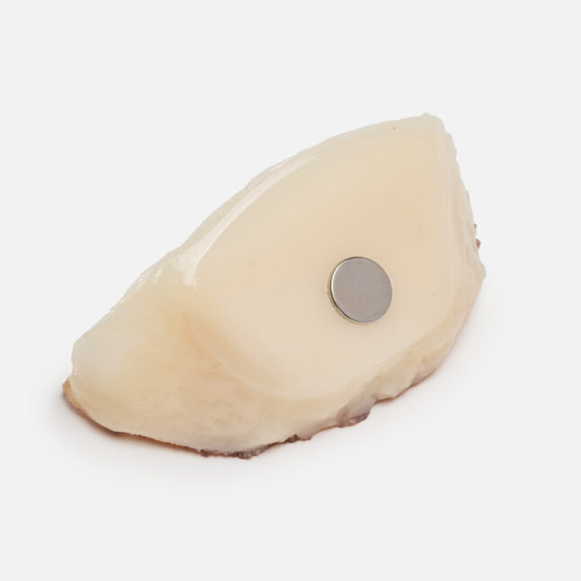 The back of a food replica gyoza magnet showing the magnet