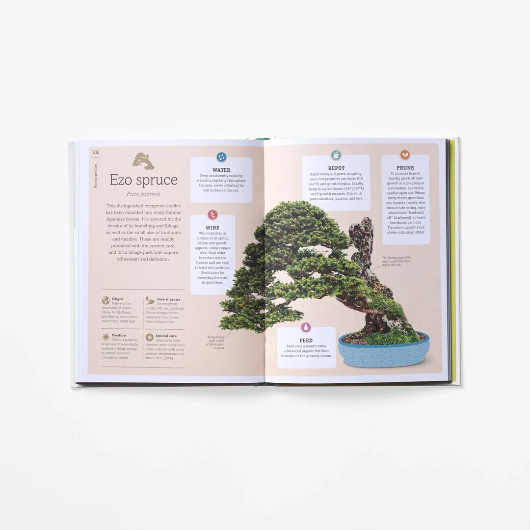 A spread of Happy Bonsai with illustration and explanation of type of bonsai from Japan House London.