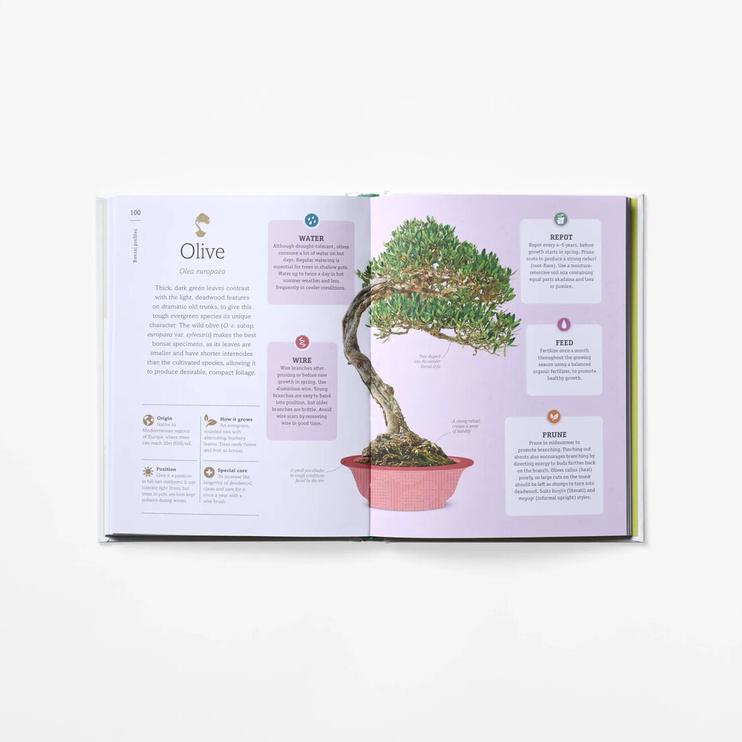 A spread of Happy Bonsai with illustration and explanation of type of bonsai from Japan House London.