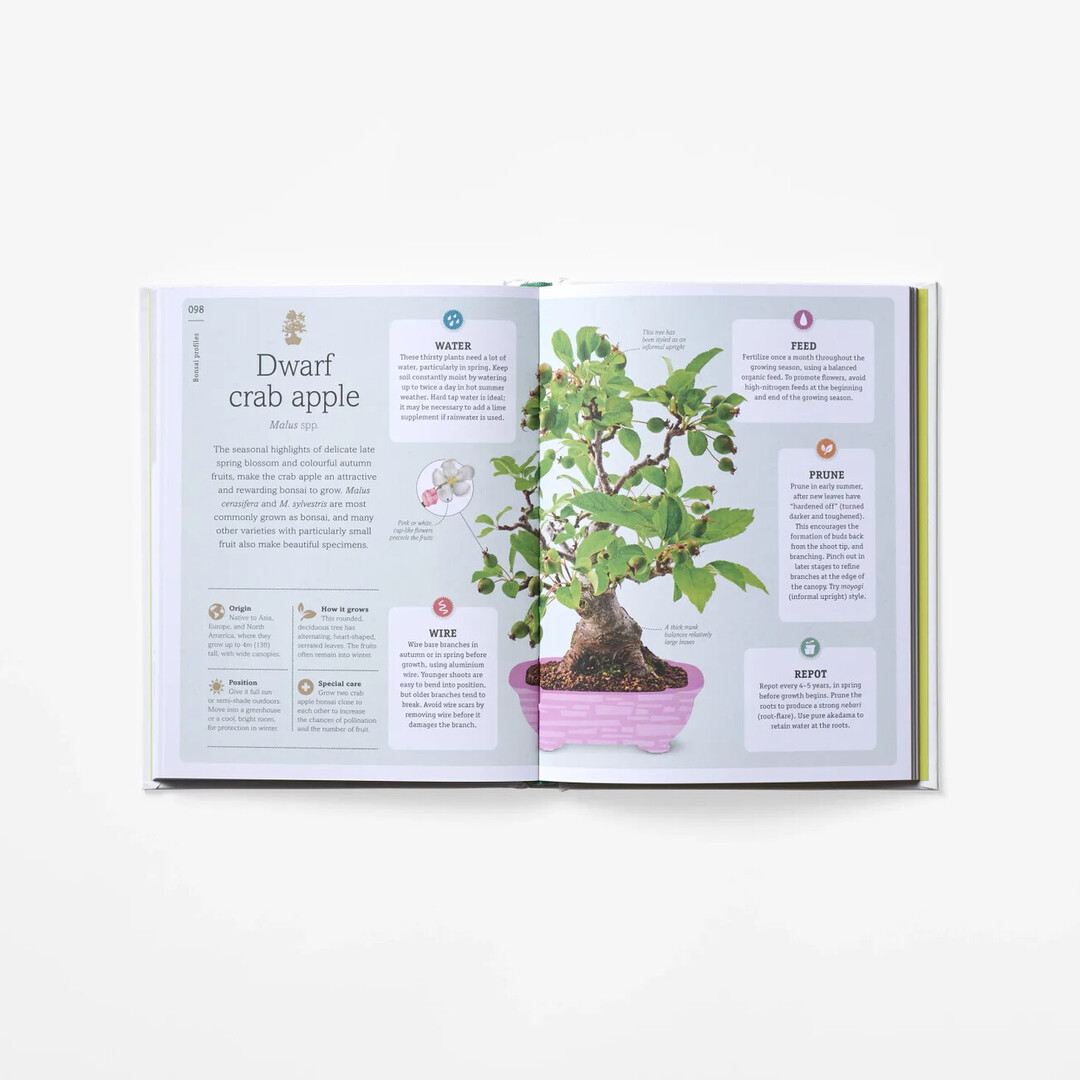 A spread of Happy Bonsai with illustration and explanation of type of bonsai from Japan House London.