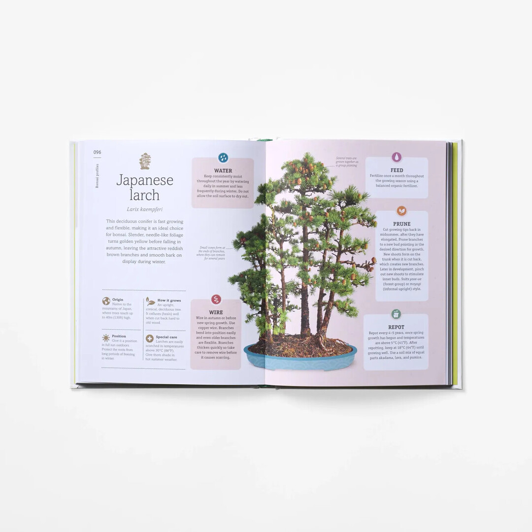 A spread of Happy Bonsai with illustration and explanation of type of bonsai from Japan House London.