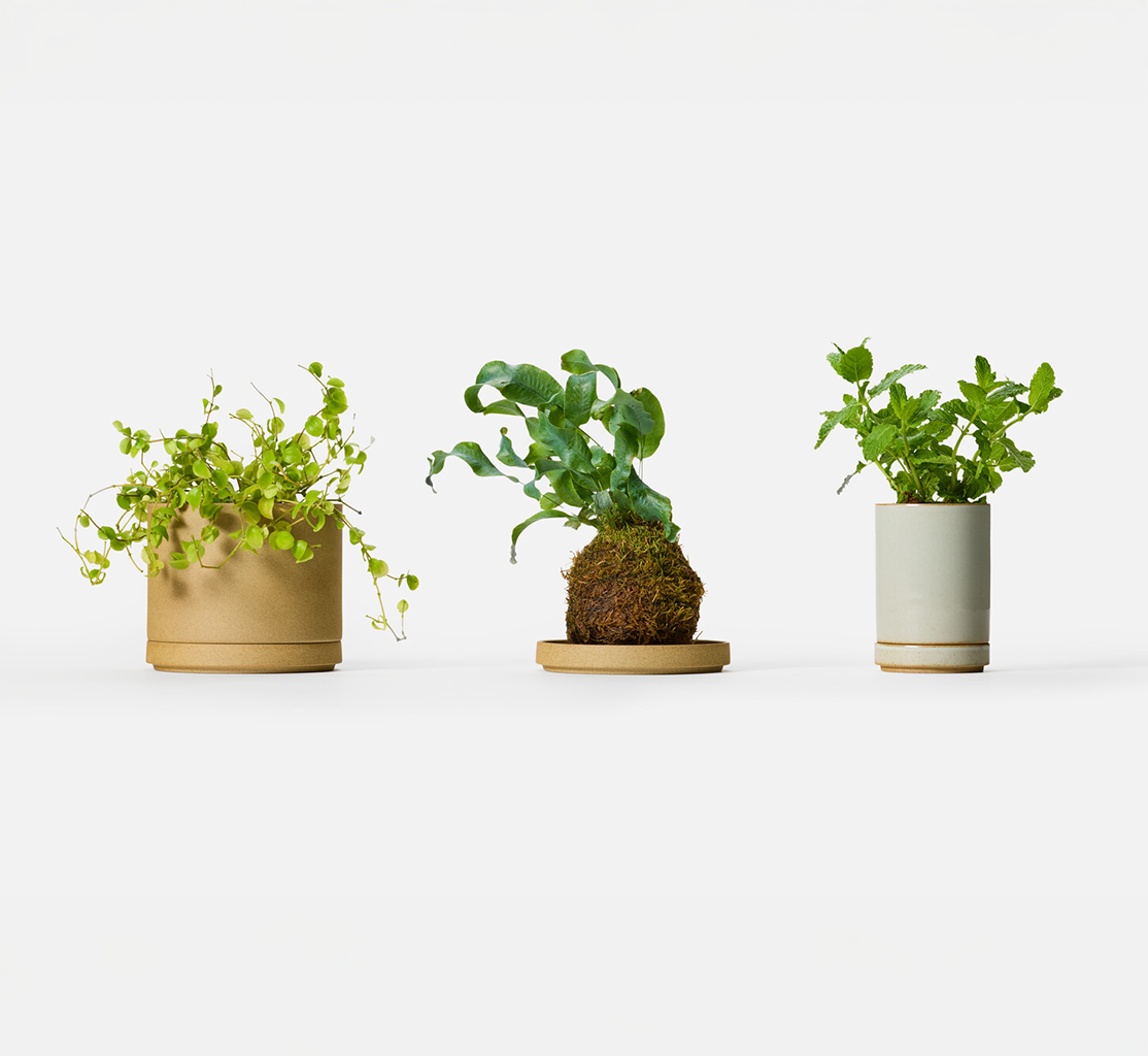 Three plants of a potted plant in a larger brown pot, a kokedama on a plate and a narrow long plant pot in grey, in a row