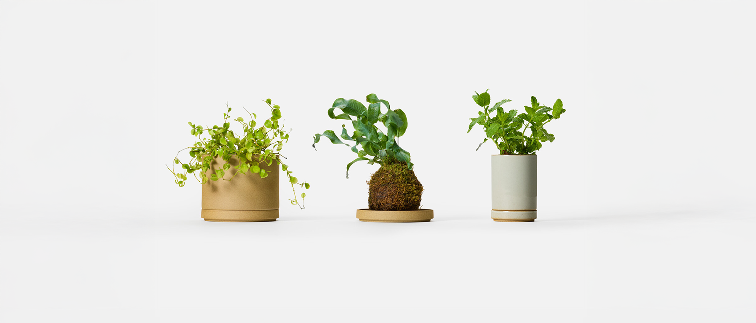Three plants in a row, one in a beige Hasami Porcelain pot, another on a beige Hasami Porcelain plate and another in a grey Hasami Porcelain pot from Japan House London